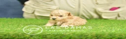 Caniche Toy perros en venta: Cachorros de Caniche Toy - Anuncio 4