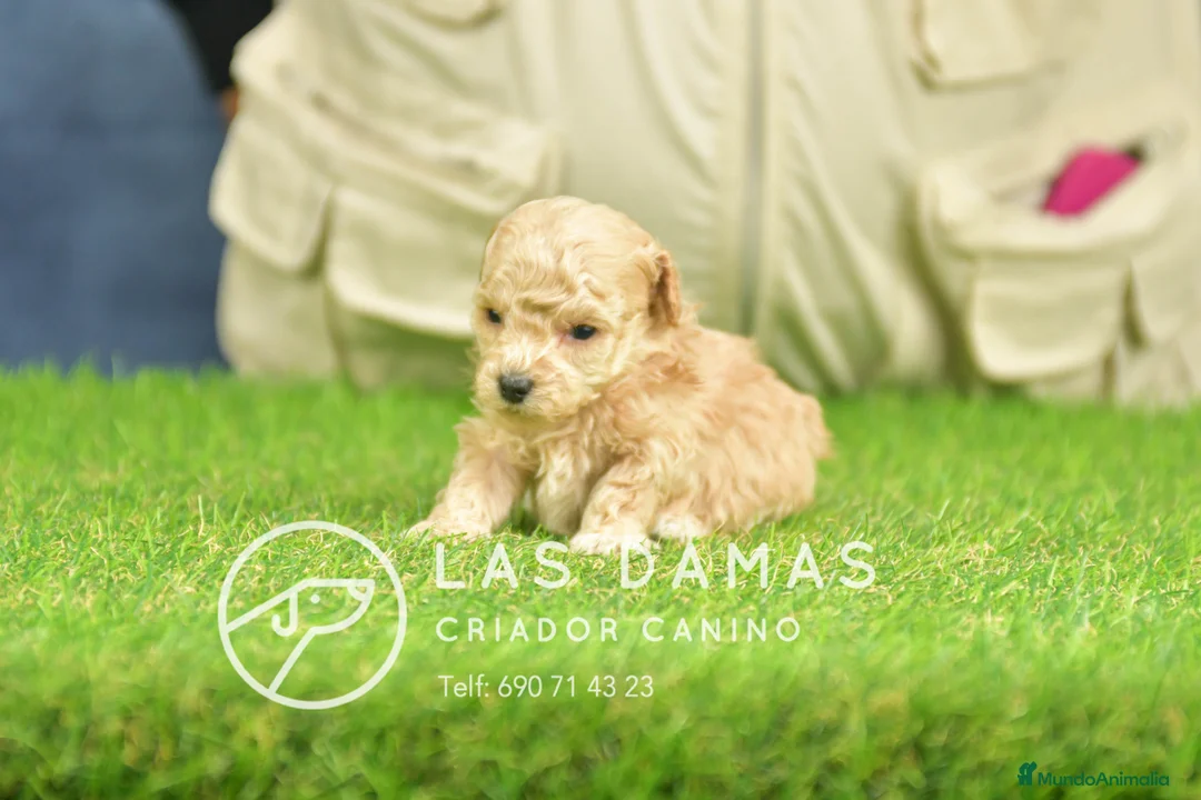 Caniche Toy perros en venta: Cachorros de Caniche Toy - Anuncio 4