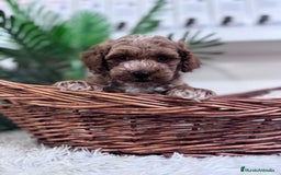 Caniche Toy perros en venta: CANICHE TOY MACHO - Imagen 10