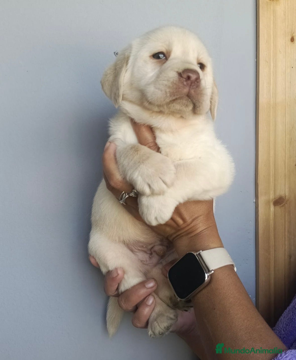 Labrador Retriever perros Espectacular macho labrador retriever 🩵🐾 - Anuncio 6