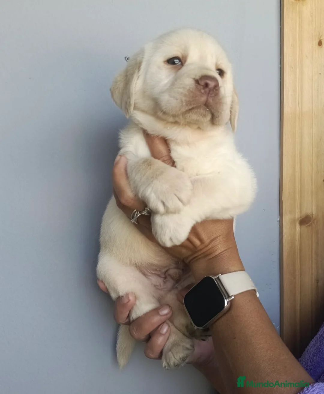 Labrador Retriever perros en venta: Espectacular macho labrador retriever 🩵🐾 - Anuncio 1