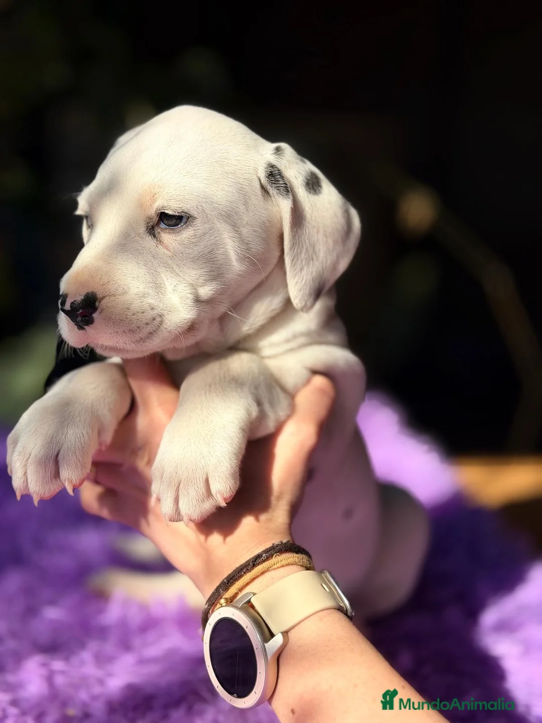 Dálmata perros en venta: Dalmata - Anuncio 8