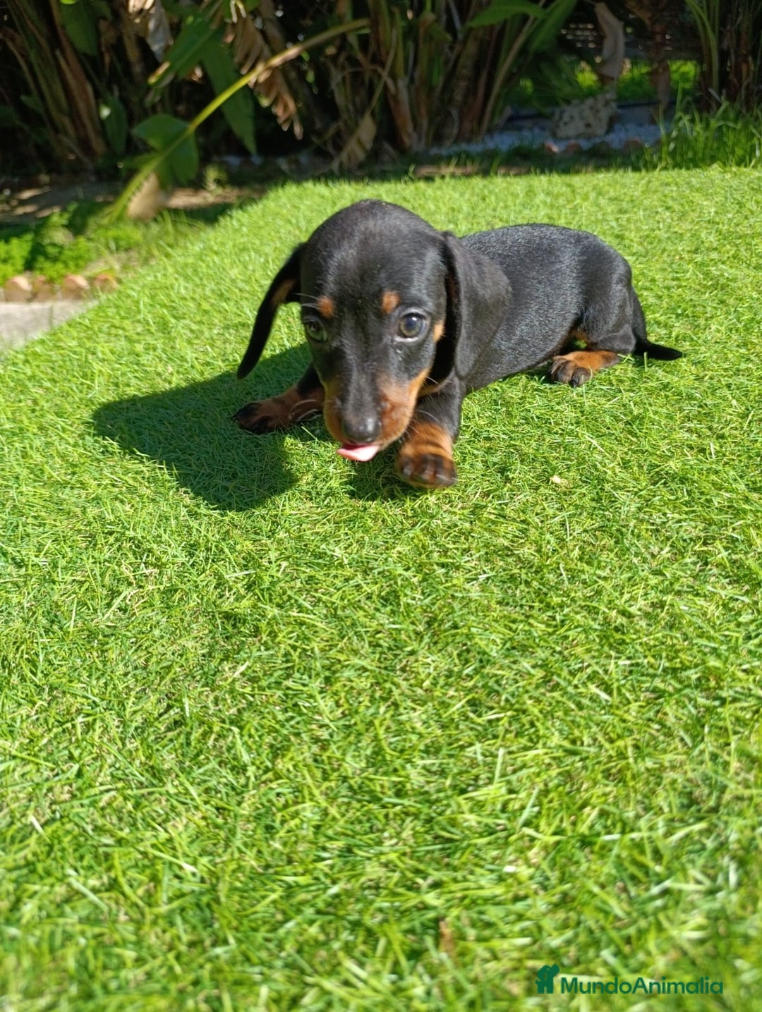 Teckel perros en venta: Teckel kanichen  - Anuncio 4