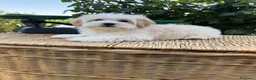 Maltipoo perros en venta: Maltipoo de tres meses machos !!! - Anuncio 4
