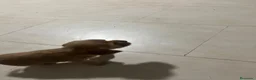 Cocker Spaniel Inglés perros en venta: Cocker  en Cádiz - Anuncio 5