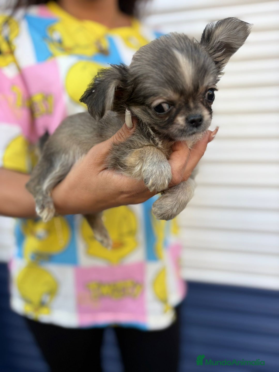 Chihuahua perros en venta: Impresionante chihuahua pelo largo - Imagen 8