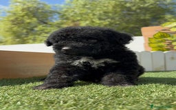 Perro de Agua Español perros en venta: PERRO DE AGUA ESPAÑOL HEMBRA - Imagen 3