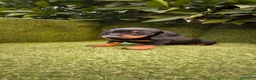 Teckel Miniatura perros en venta: teckel miniatura negro fuego machos y hembras  - Anuncio 8
