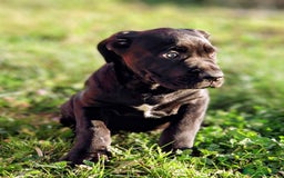 Cane Corso perros en venta: Preciosos cachorros de Cane corso - Anuncio 4