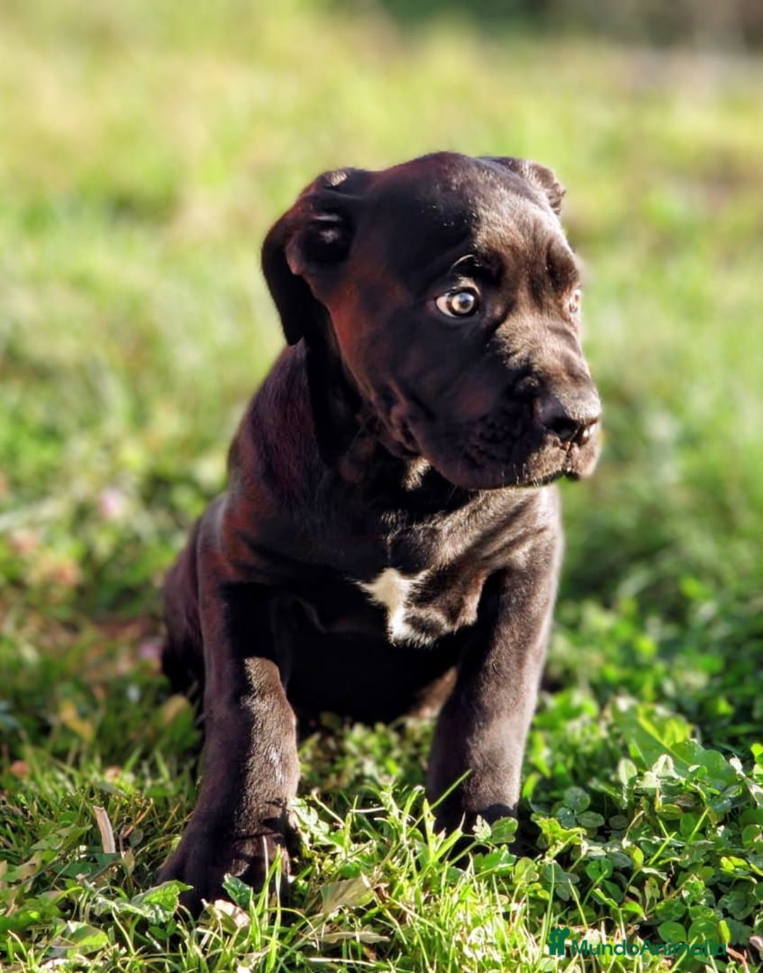 Cane Corso perros en venta: Preciosos cachorros de Cane corso - Anuncio 4