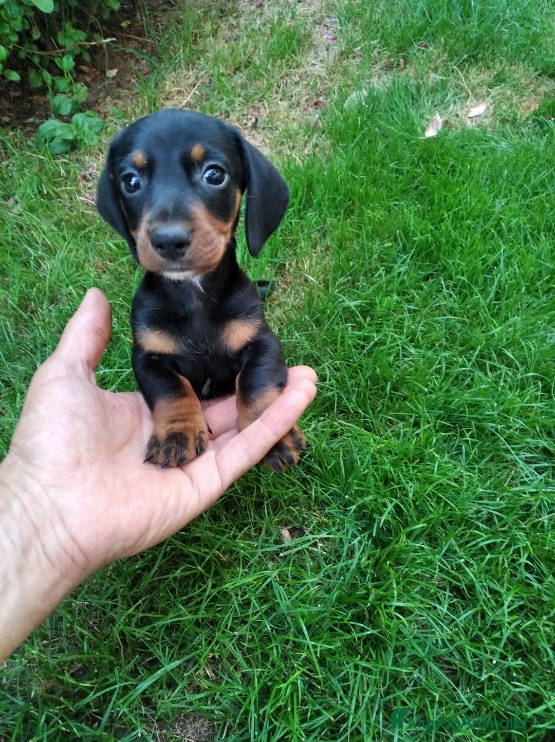 Teckel perros en venta: Teckel de pelo corto tamaño miniatura  - Anuncio 1