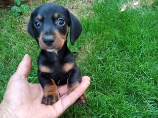 Teckel perros Teckel de pelo corto tamaño miniatura - Anuncio 1