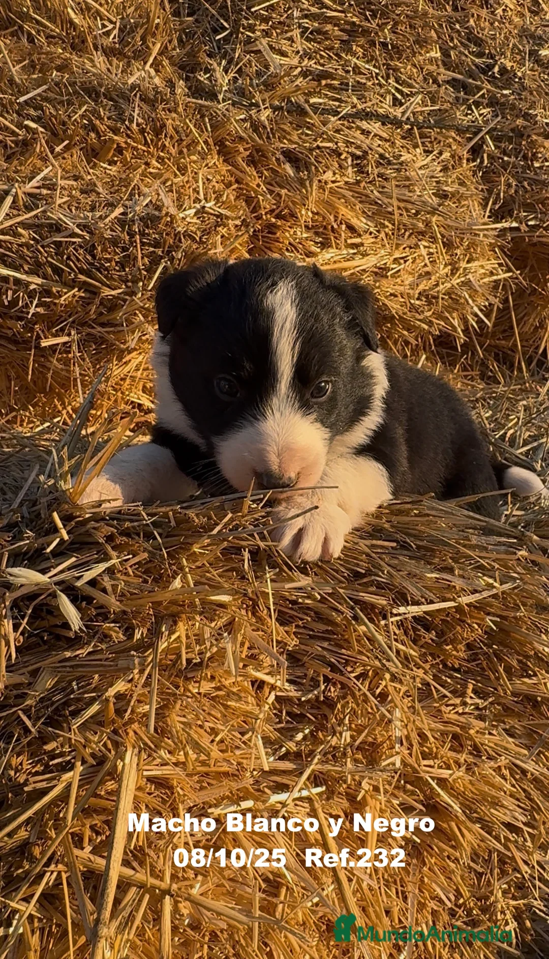 Border Collie perros en venta: BORDER COLLIE - Anuncio 5