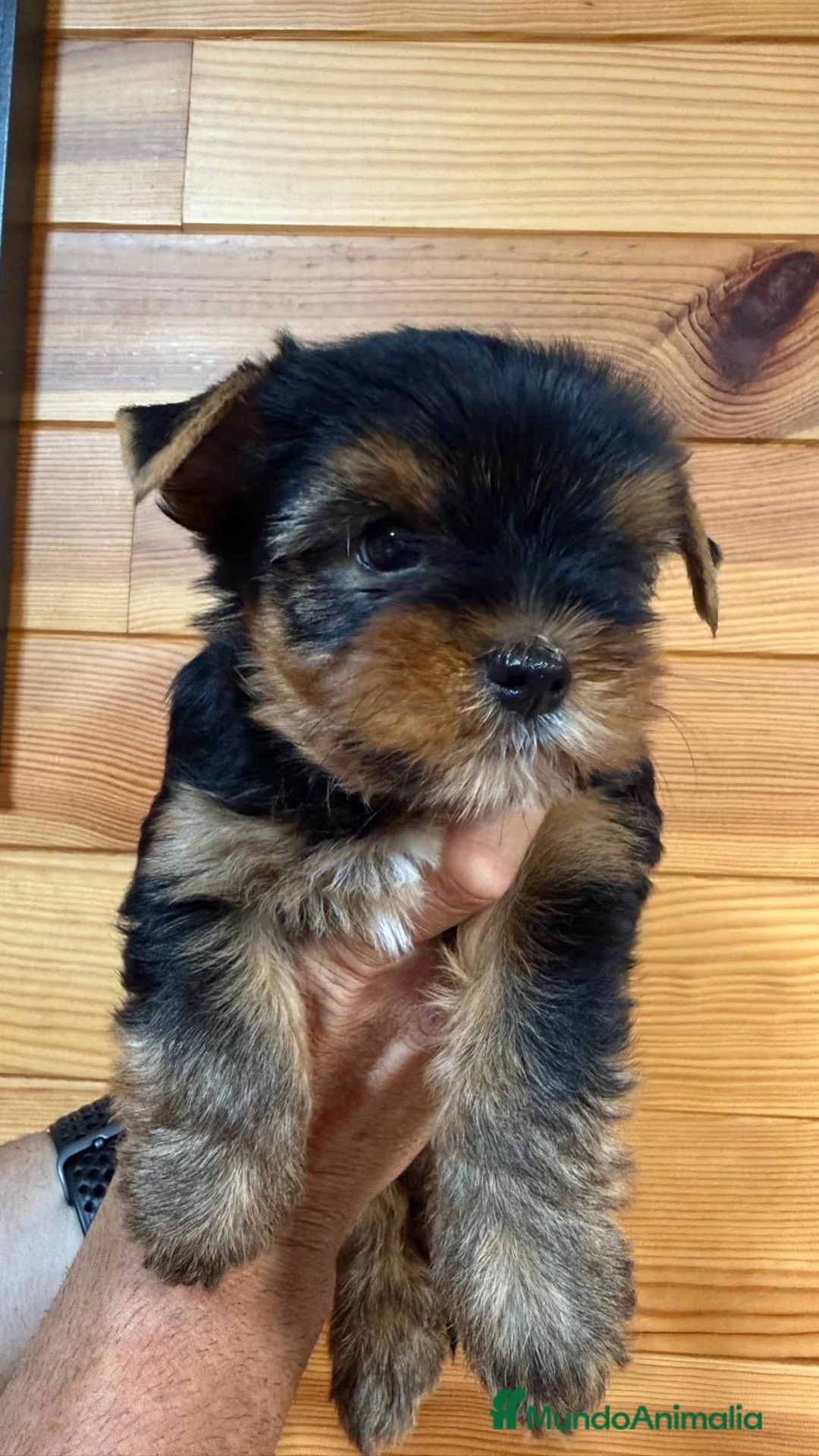 Yorkshire Terrier perros en venta: Yorkshire de pura raza - Anuncio 4