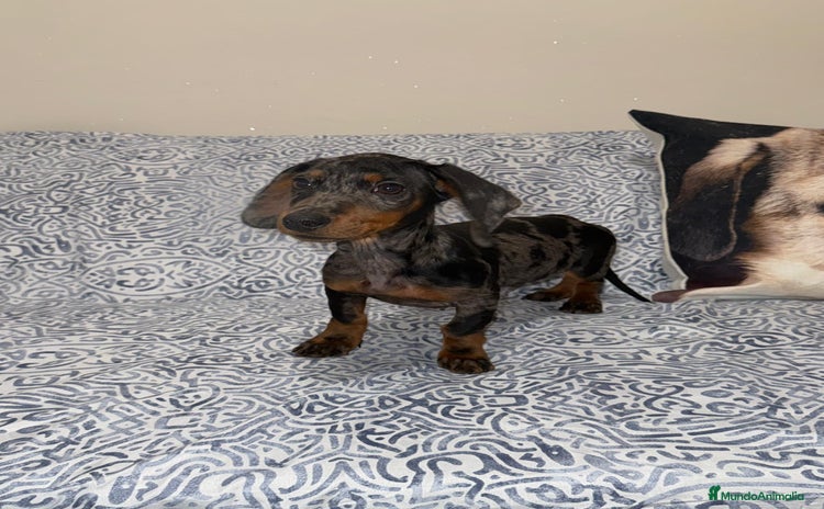 Teckel Miniatura perros Teckel Kanichen Machos Disponibles  - Anuncio 1