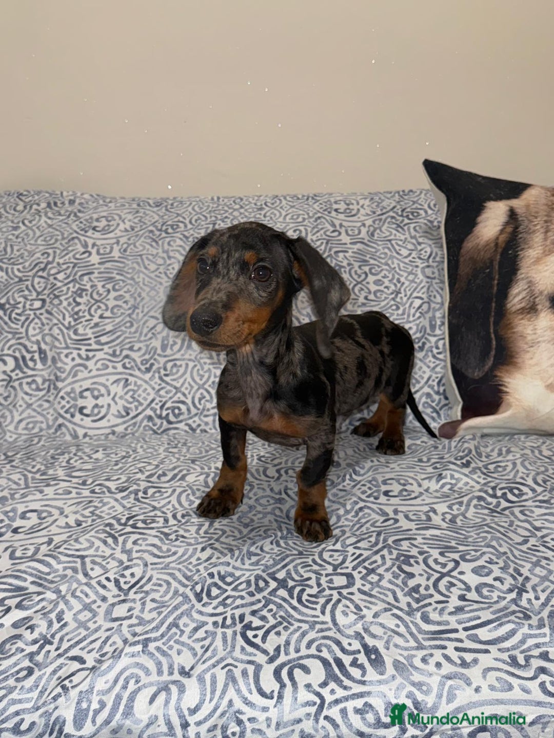 Teckel Miniatura perros en venta: Teckel Kanichen Machos Disponibles  - Anuncio 1