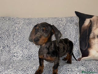 Teckel Miniatura perros Teckel Kanichen Machos Disponibles - Anuncio 1