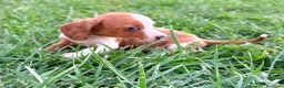 Teckel Miniatura perros en venta: Teckel kaninchen  - Anuncio 3