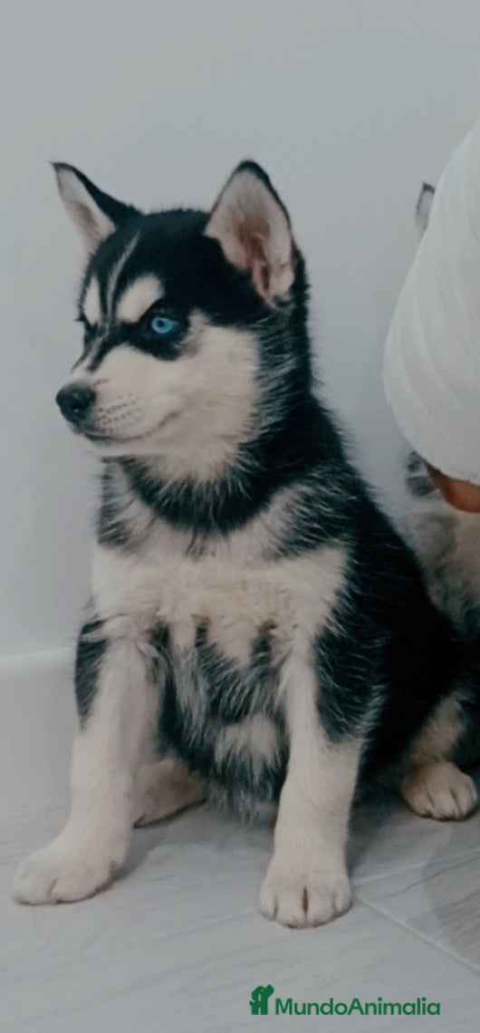 Husky Siberiano perros Husky siberianos  - Anuncio 2