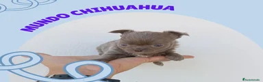 Chihuahua 8