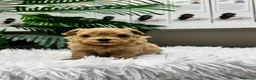 Maltipoo perros en venta: MALTIPOO 100%  - Anuncio 4