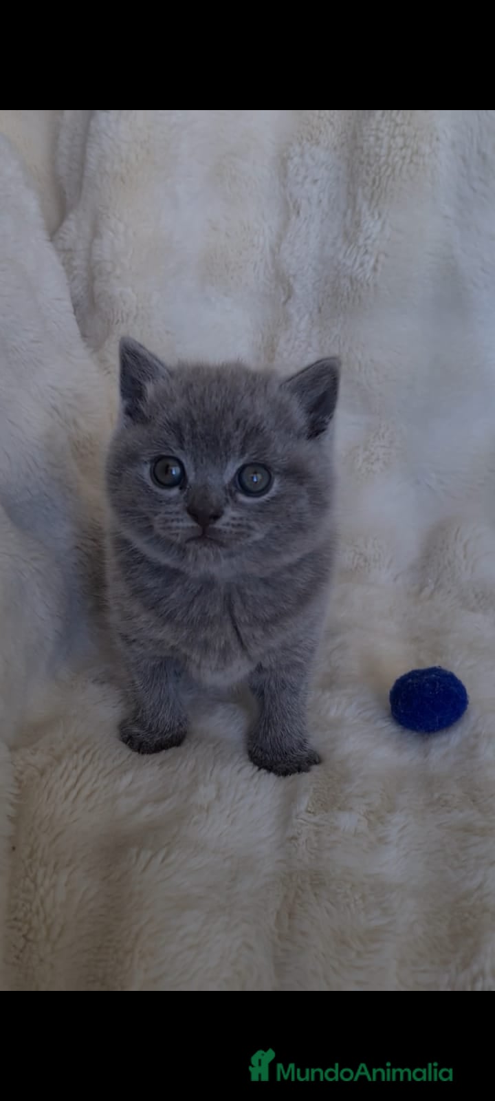 Británico de Pelo Corto Azul gatos Brithis pelo corto blues disponibles  - Anuncio 1