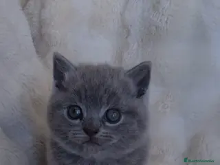 Británico de Pelo Corto Azul gatos Brithis pelo corto blues disponibles - Anuncio 1