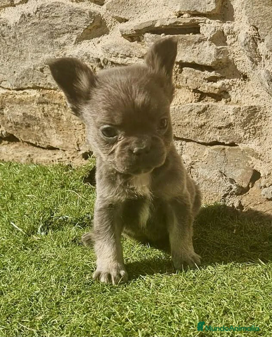 Bulldog Francés perros en venta: Bulldog frances - Anuncio 2