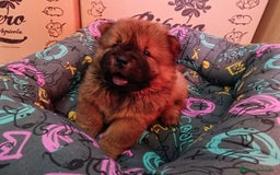 Chow Chow perros en venta: CACHORROS DE CHOW-CHOW  - Imagen 2