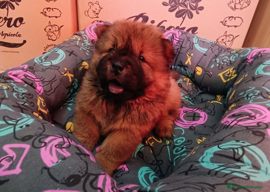 Chow Chow perros en venta: CACHORROS DE CHOW-CHOW  - Imagen 2