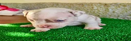 American Bully perros en venta: American Bully Pocket  - Anuncio 14