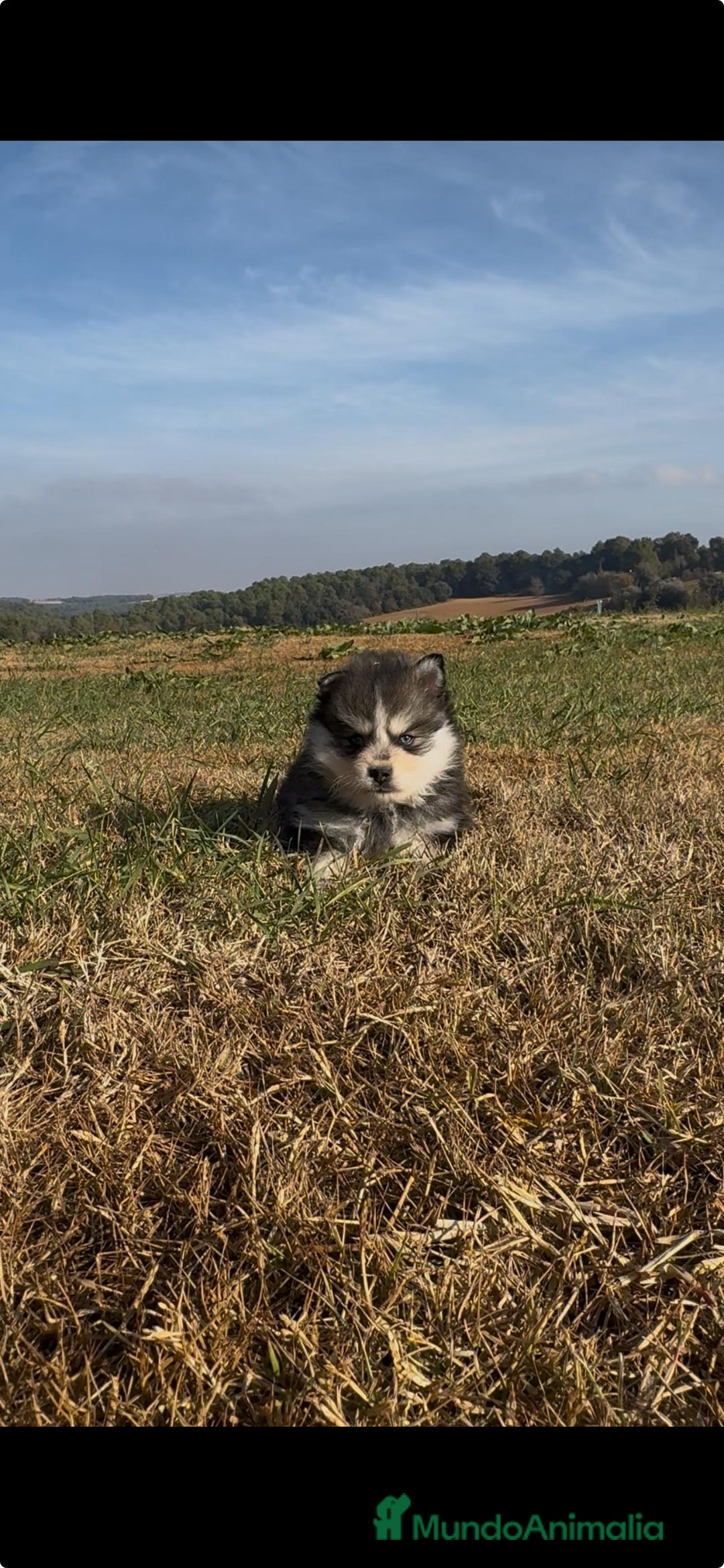 Pomsky perros en venta: Pomsky micro F4 - Anuncio 6
