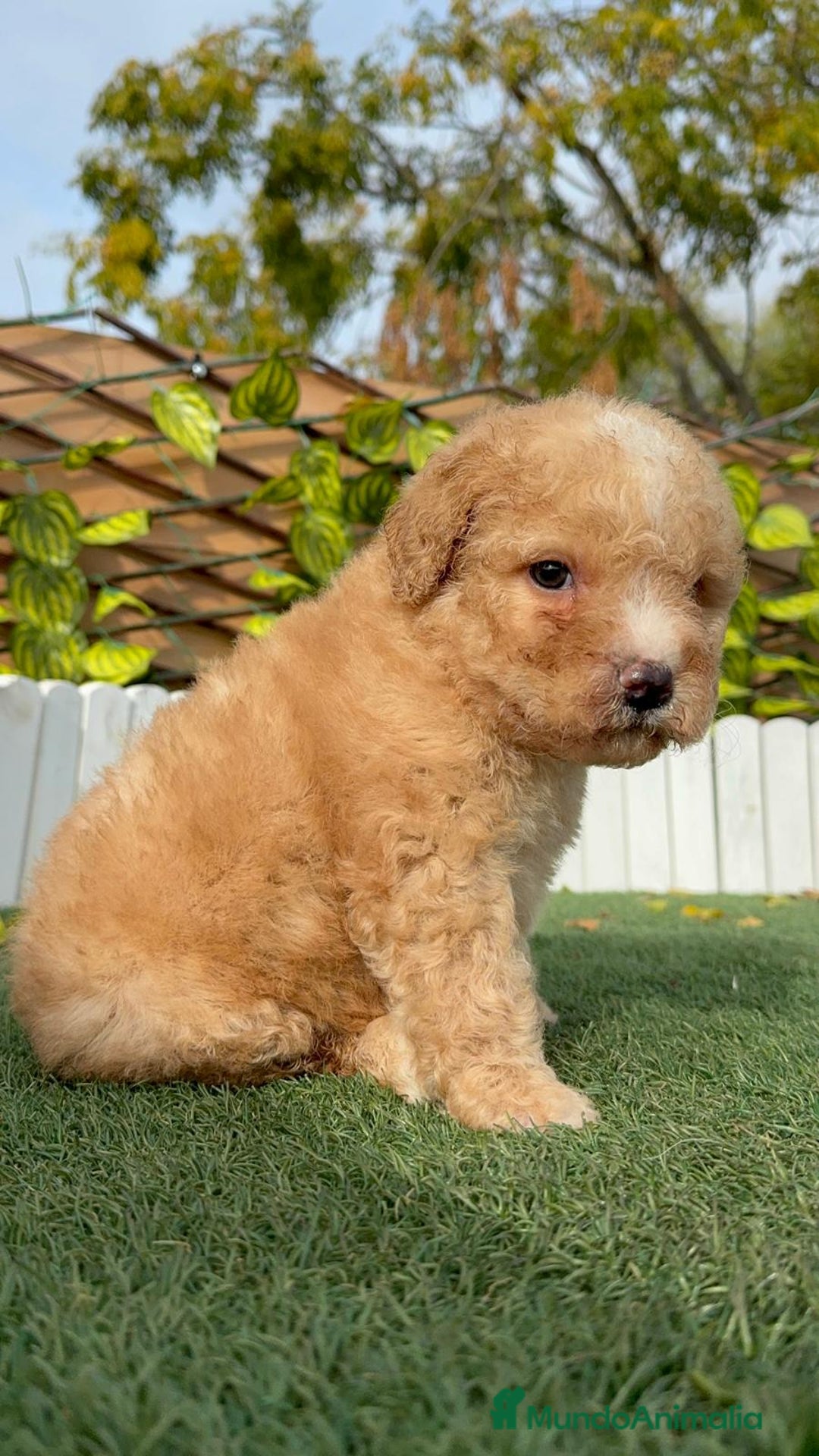 Perro de Agua Español perros en venta: PERRO DE AGUA ESPAÑOL - Anuncio 6