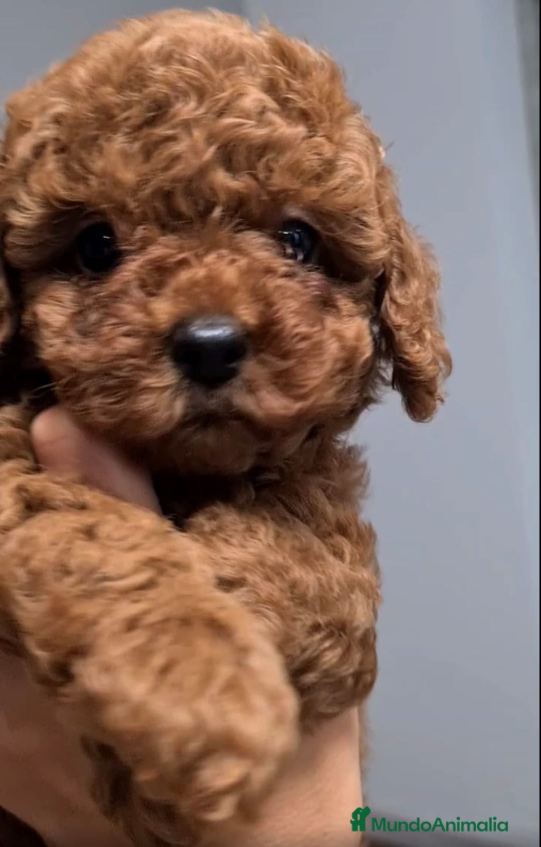 Caniche Toy perros en venta: Preciosos caniches líneas asiáticas  - Anuncio 3