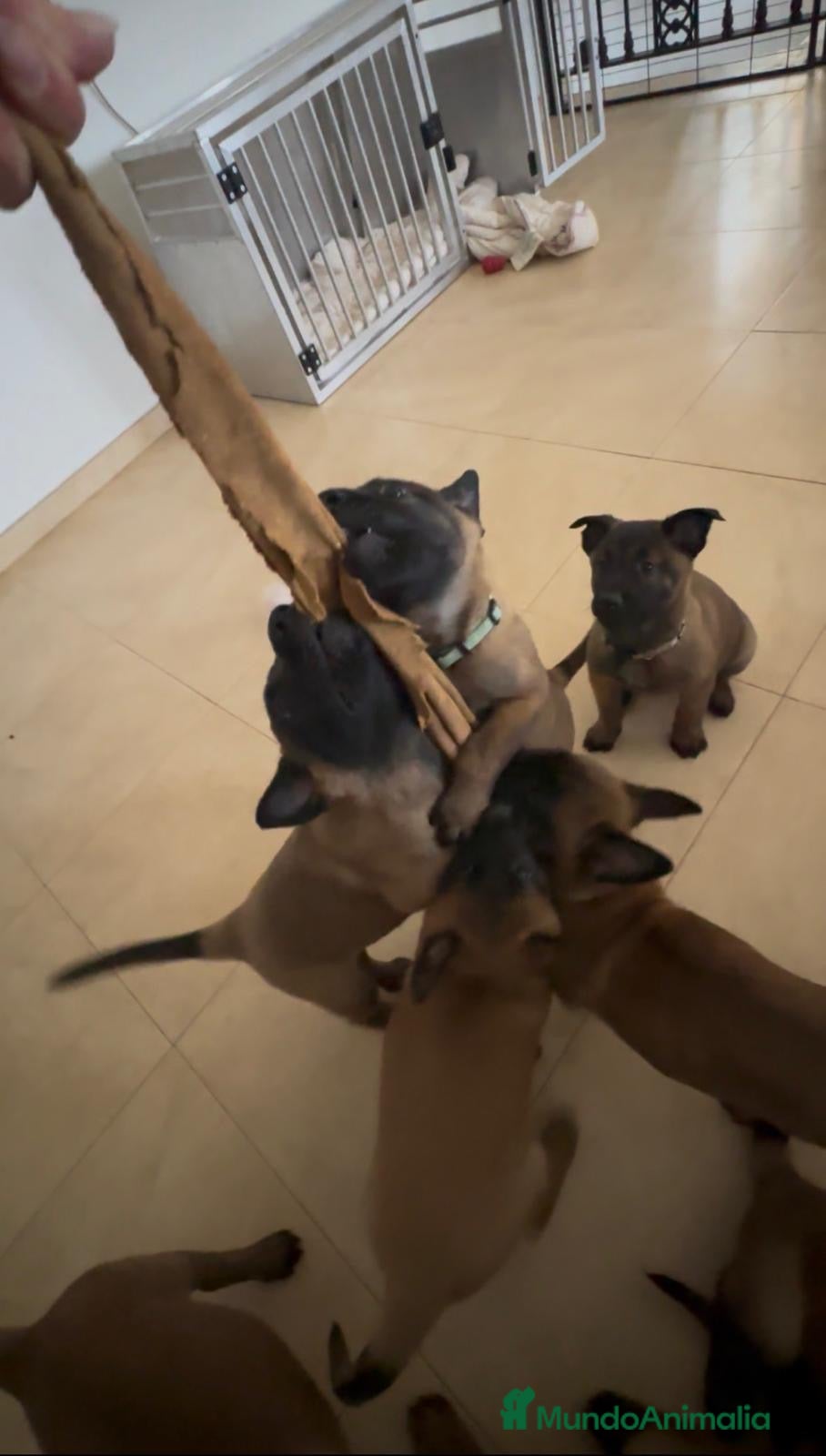 Pastor Belga Malinois perros Disponibles Malinois con pedigree  - Anuncio 2