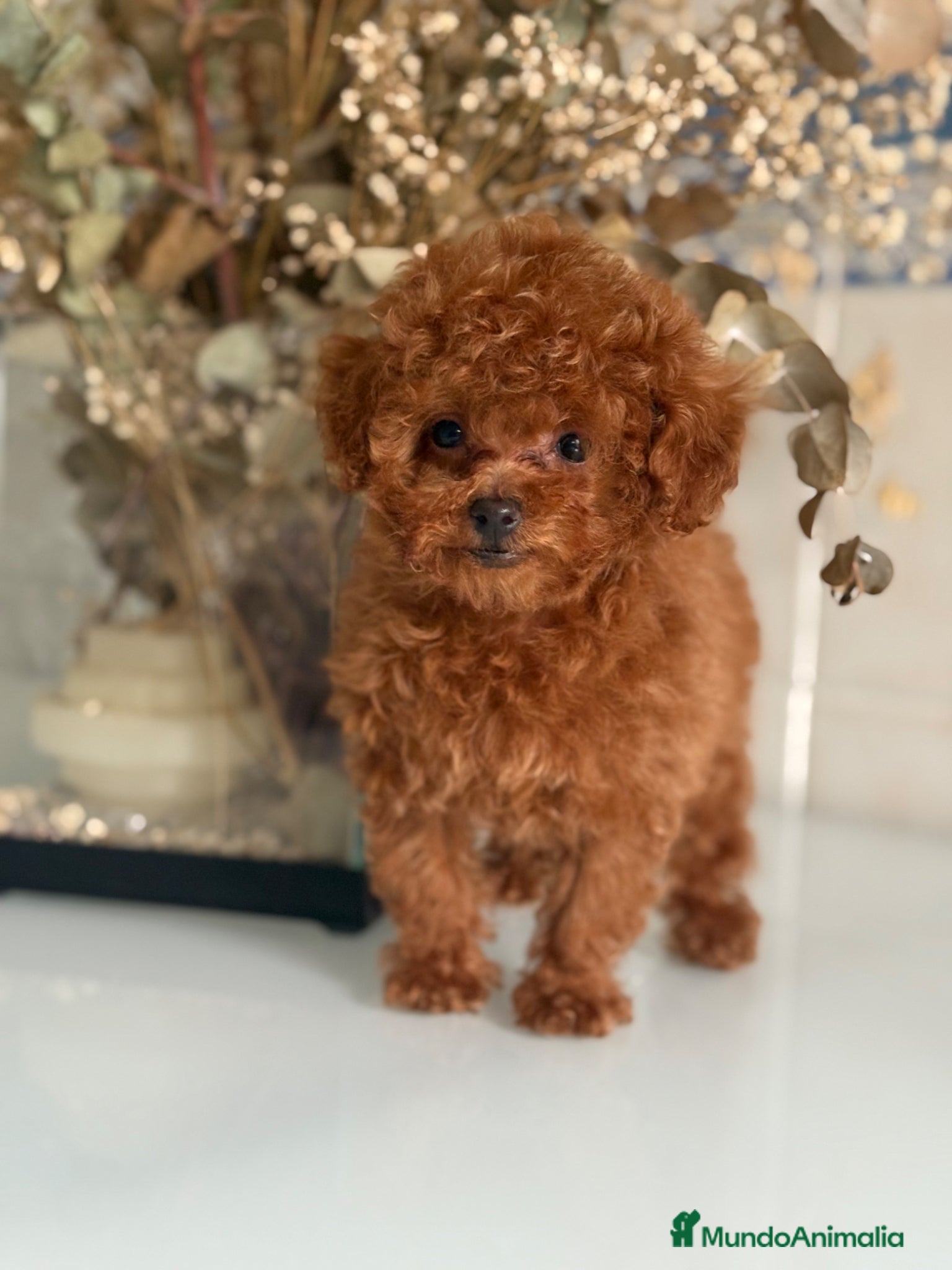 Caniche Toy perros Caniche Toy  - Anuncio 1