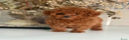 Caniche Toy perros en venta: Caniche Toy  - Anuncio 1