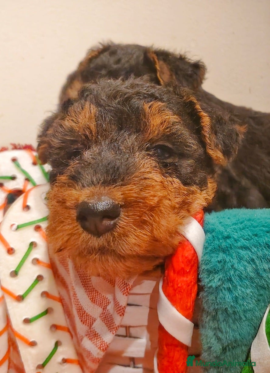 Welsh Terrier perros Preciosos cachorros - Anuncio 2