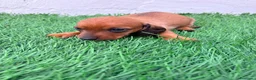 Teckel Miniatura perros en venta: Teckel miniatura rojizo - Anuncio 11