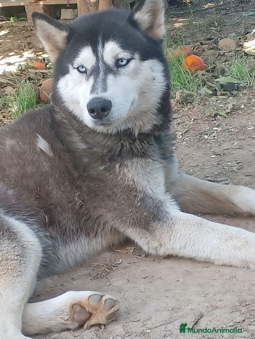 Raza Mixta perros en venta: Pastor del caucaso con husky siberiano  - Anuncio 4