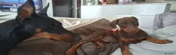 Dobermann perros en venta: Última hembra de Doberman !! - Anuncio 1