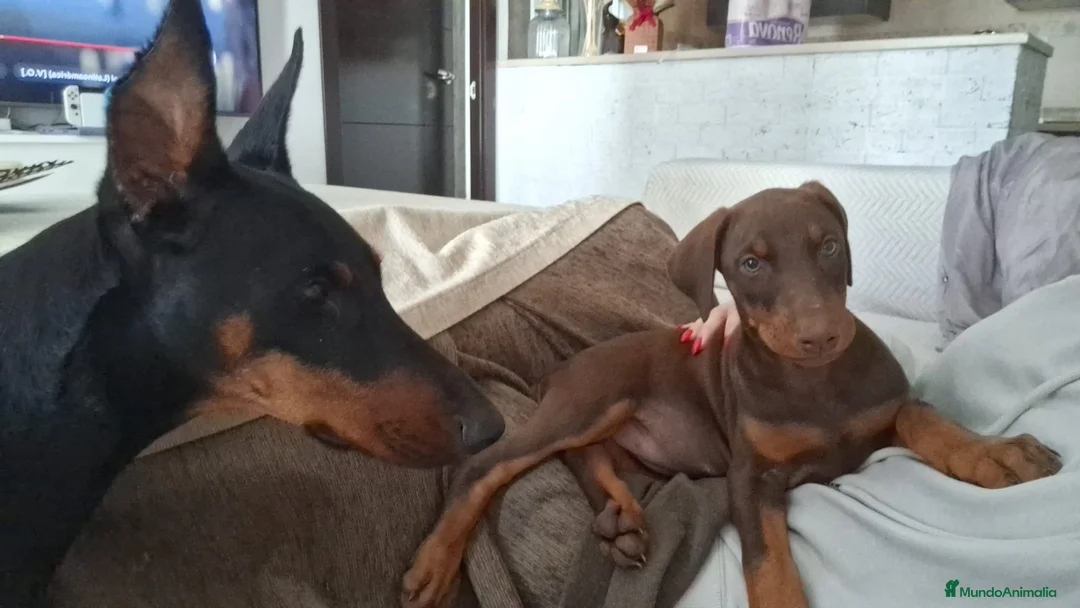 Dobermann perros en venta: Última hembra de Doberman !! - Anuncio 1