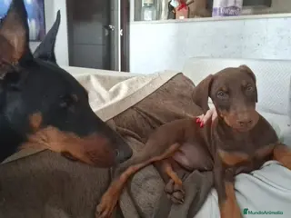 Dobermann perros Última hembra de Doberman !! - Anuncio 1