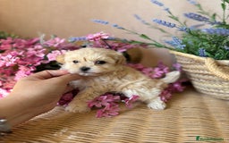 Maltipoo perros en venta: Maltipoo hembra Toy disponible  - Imagen 6