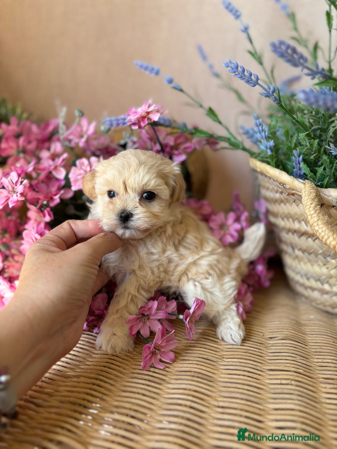 Maltipoo perros en venta: Maltipoo hembra Toy disponible  - Imagen 6