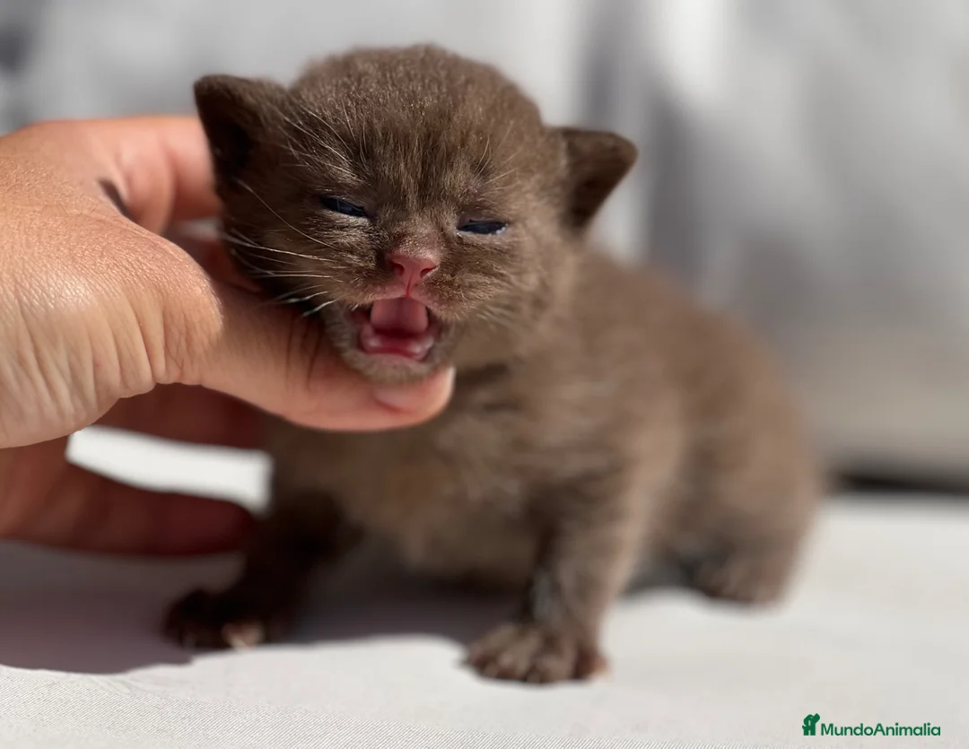 Británico de Pelo Corto gatos en venta: PRECIOSO BRITISH SHORTHAIR CHOCOLATE CINNAMON - Anuncio 2