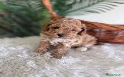 Caniche Toy perros en venta: CANICHE TOY MACHO - Imagen 4