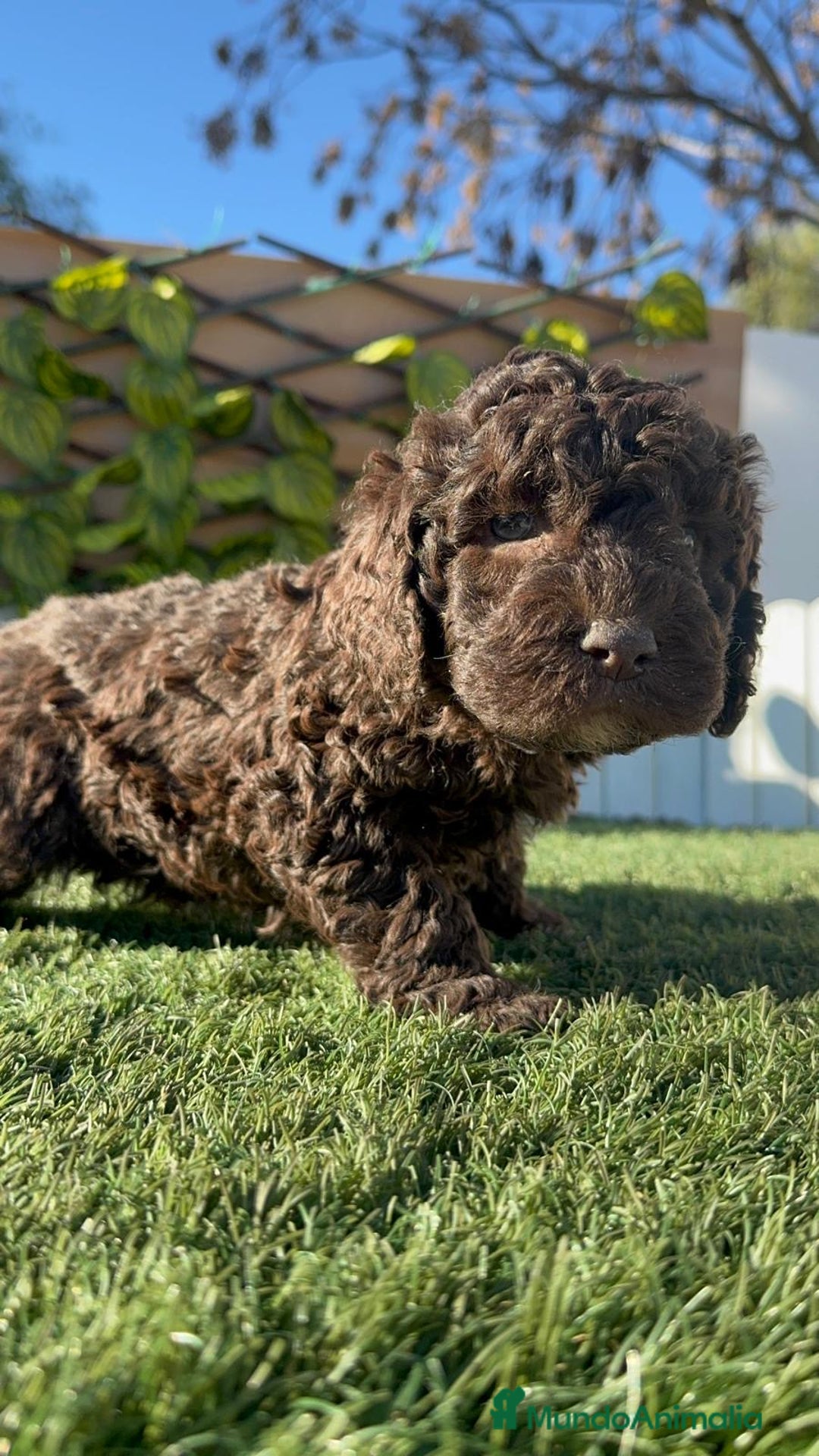 Perro de Agua Español perros en venta: PERRO DE AGUA MACHO - Anuncio 12