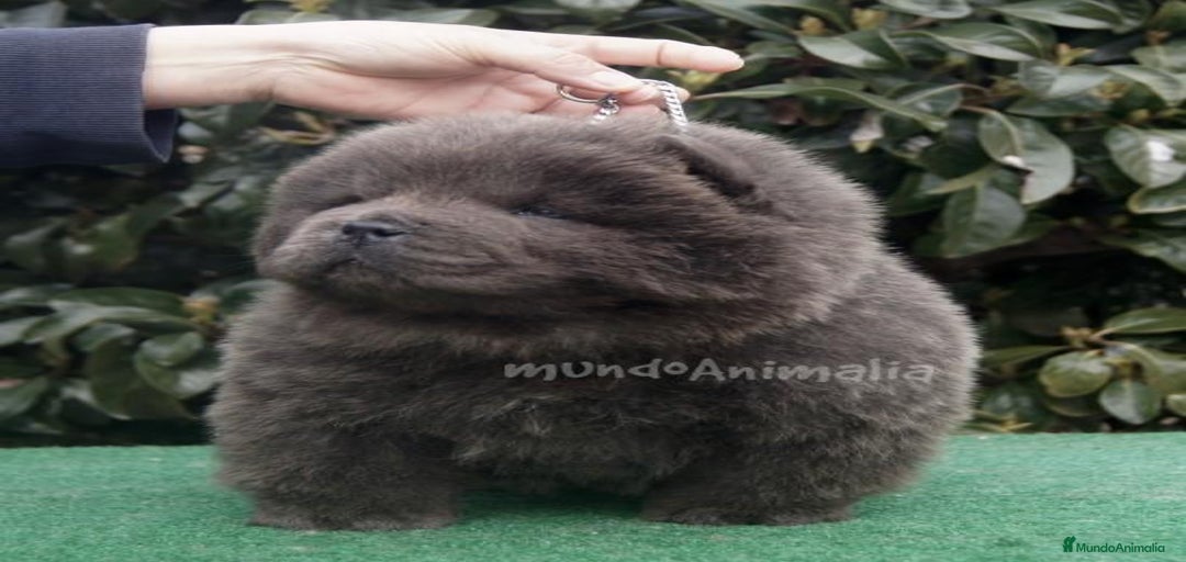 Imagen de galería {{count}}