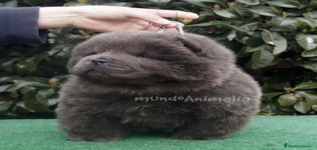 Imagen de galería {{count}}